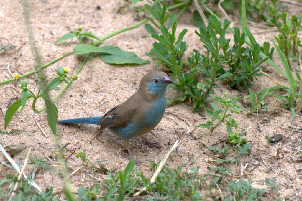 Cordonbleu à joues rouges