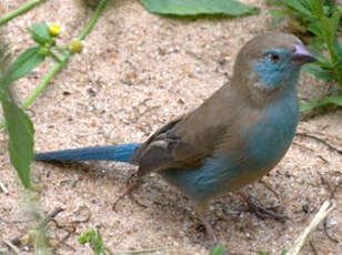 Cordonbleu à joues rouges