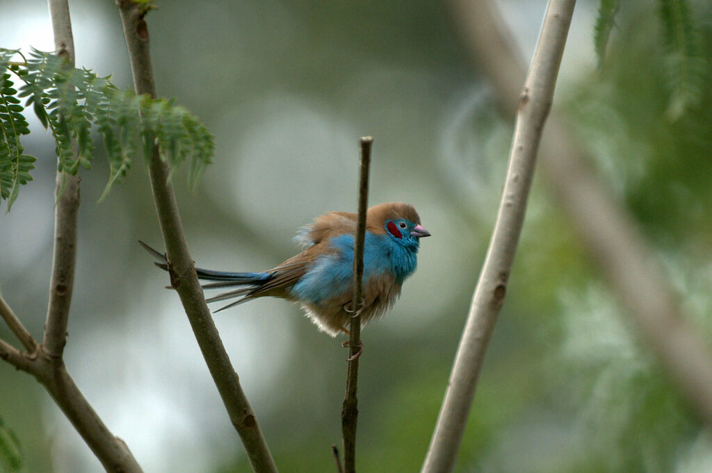 Red-cheeked Cordon-bleu