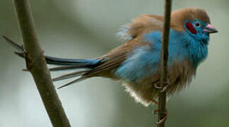 Red-cheeked Cordon-bleu