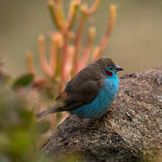 Red-cheeked Cordon-bleu