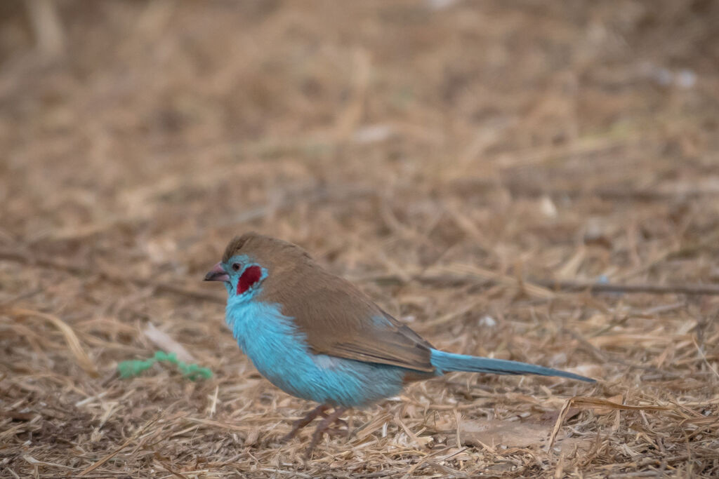 Cordonbleu à joues rouges