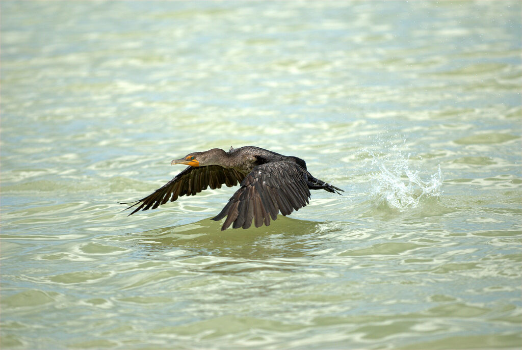 Double-crested Cormorant