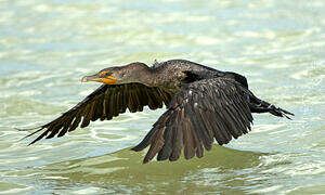 Cormoran à aigrettes