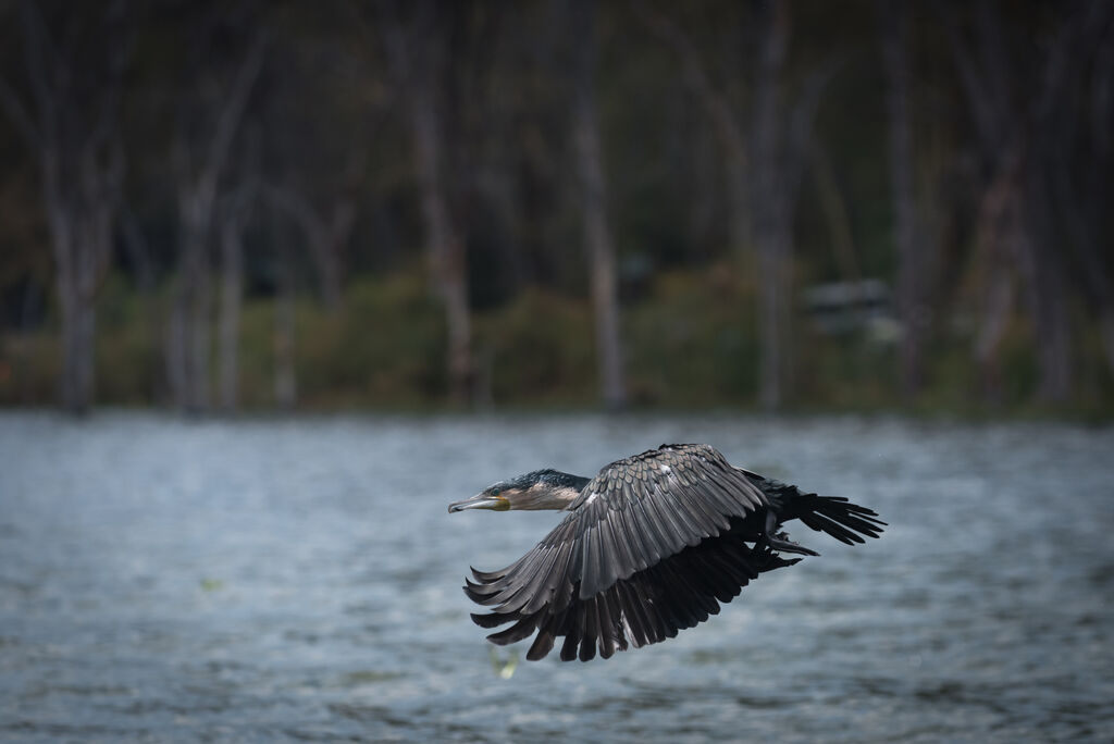 White-breasted Cormorant, Flight