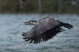 White-breasted Cormorant