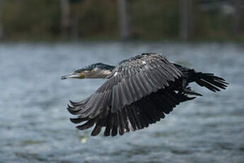 Cormoran à poitrine blanche