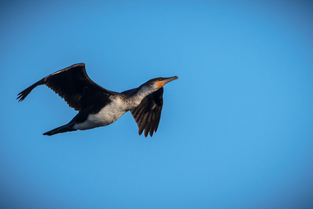 White-breasted Cormorant