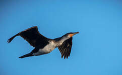 Cormoran à poitrine blanche