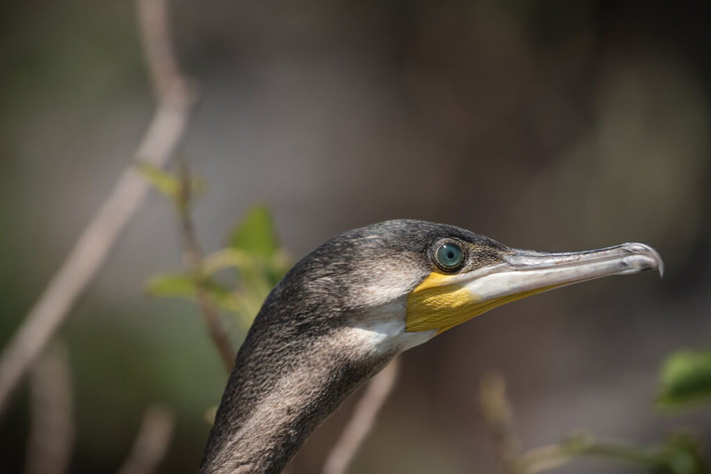 Cormoran à poitrine blanche