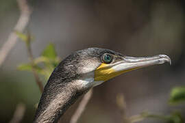 White-breasted Cormorant