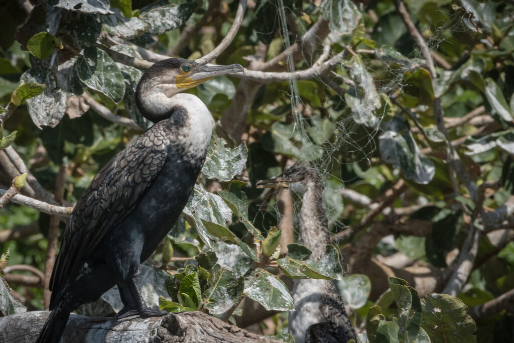 Cormoran à poitrine blanche