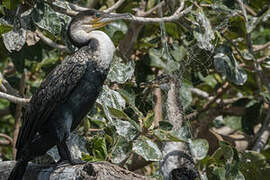 Cormoran à poitrine blanche