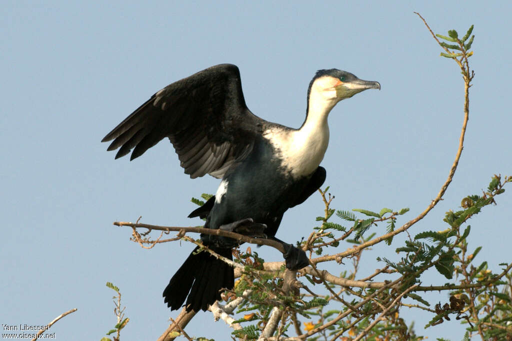 Cormoran à poitrine blancheadulte nuptial, pigmentation