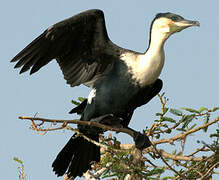 Cormoran à poitrine blanche