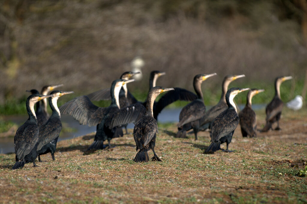 Cormoran à poitrine blanche