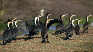 White-breasted Cormorant