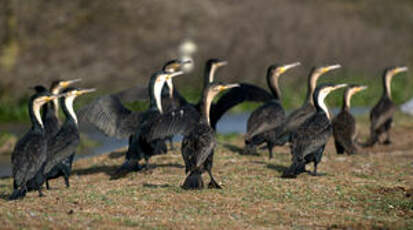 Cormoran à poitrine blanche