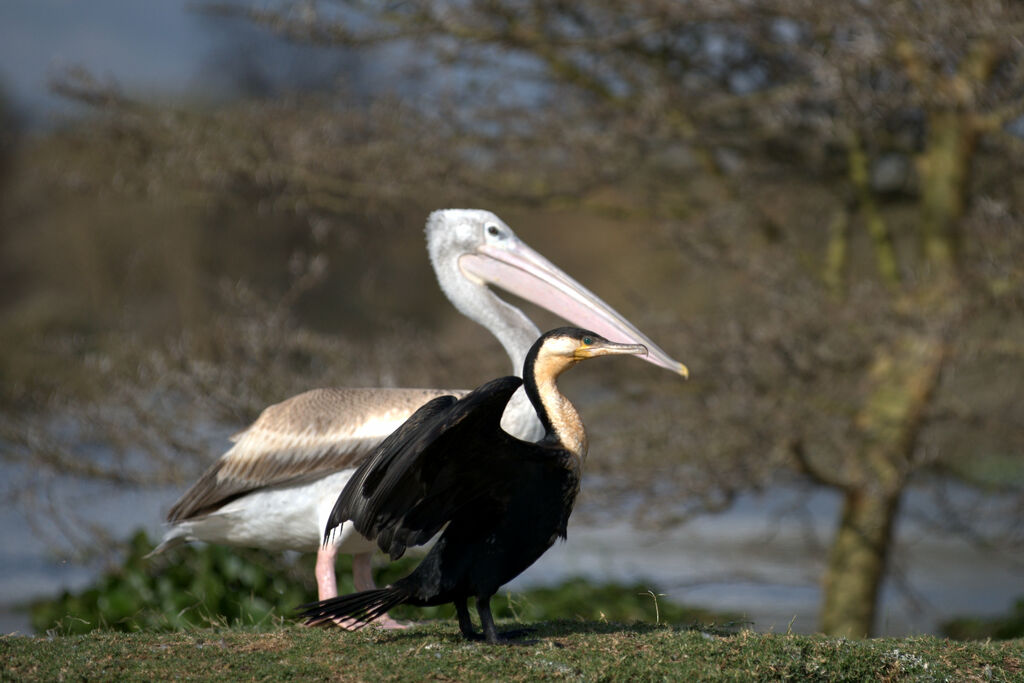 White-breasted Cormorant