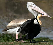 White-breasted Cormorant