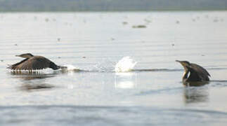 White-breasted Cormorant