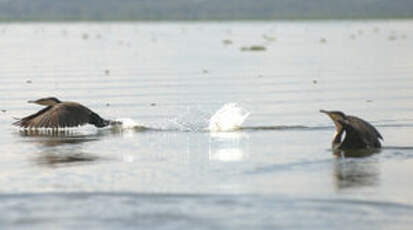 Cormoran à poitrine blanche