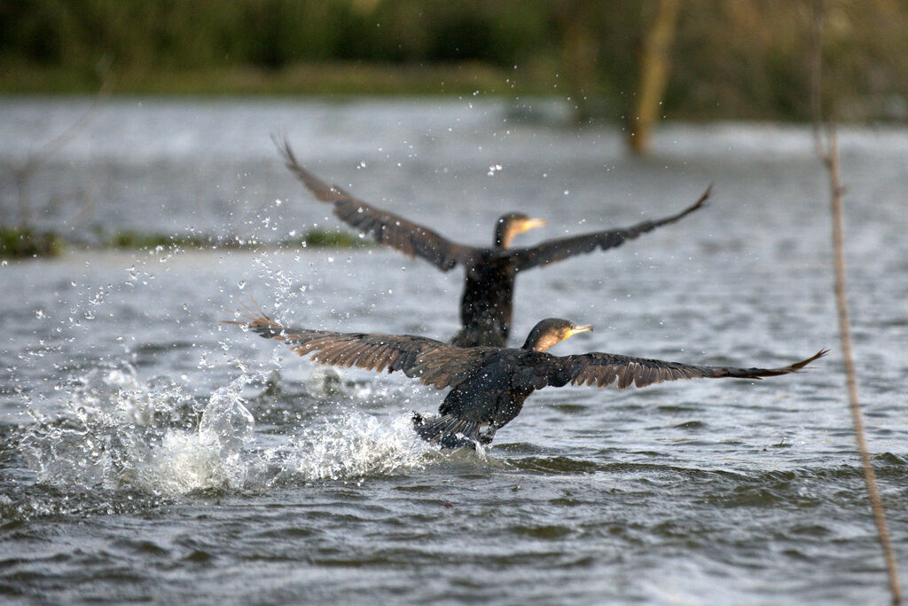 Cormoran à poitrine blanche