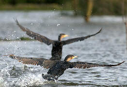 Cormoran à poitrine blanche