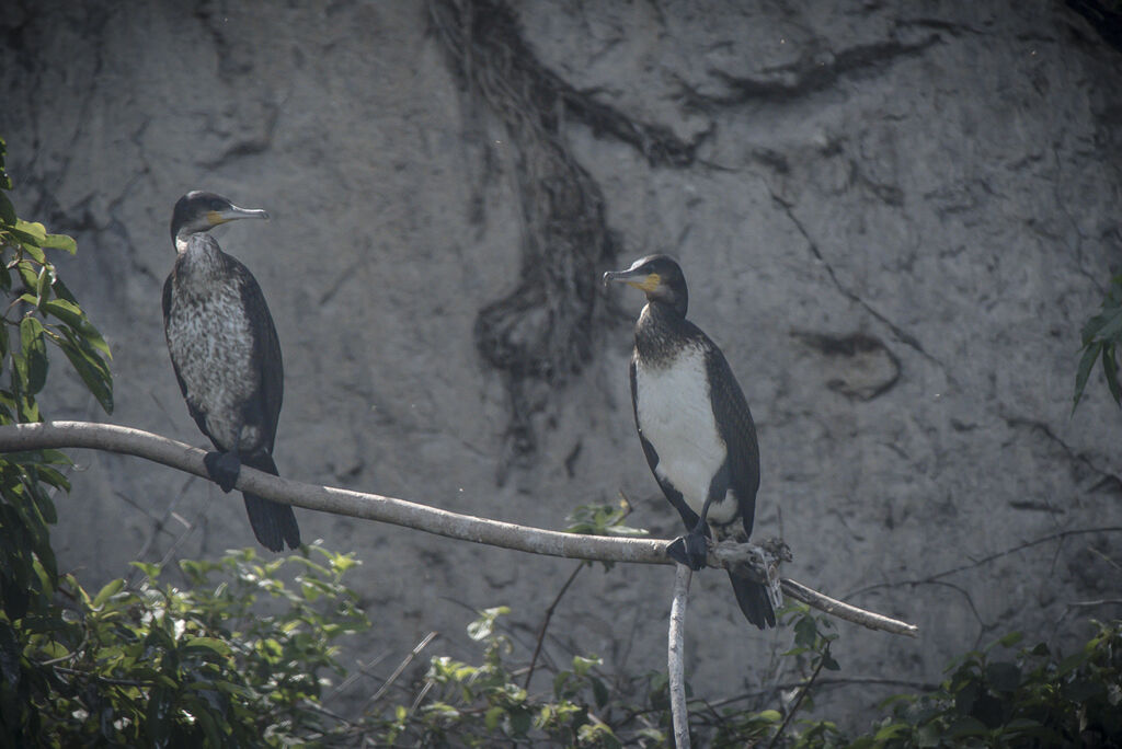 White-breasted Cormorant