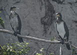 Cormoran à poitrine blanche