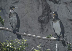 Cormoran à poitrine blanche