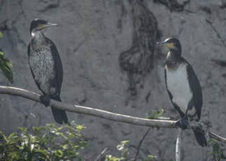 Cormoran à poitrine blanche
