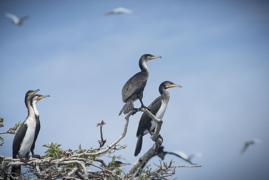 White-breasted Cormorant