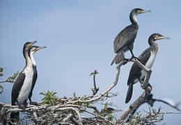 Cormoran à poitrine blanche