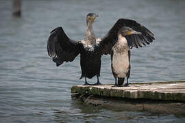 Cormoran à poitrine blanche