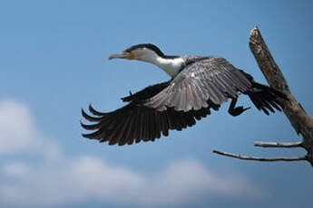 Cormoran à poitrine blanche