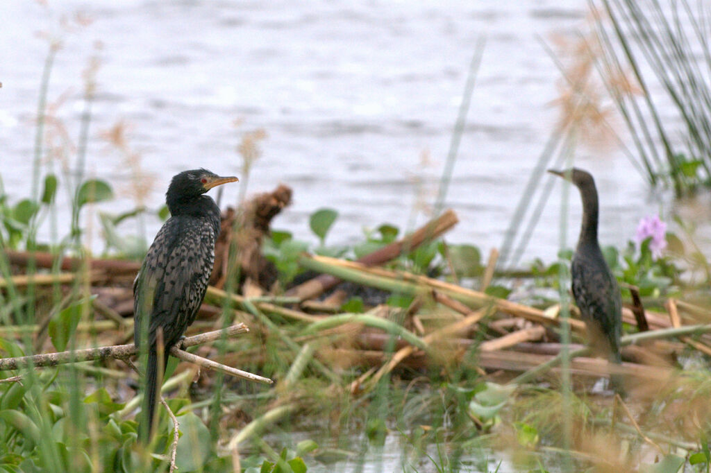 Cormoran africain