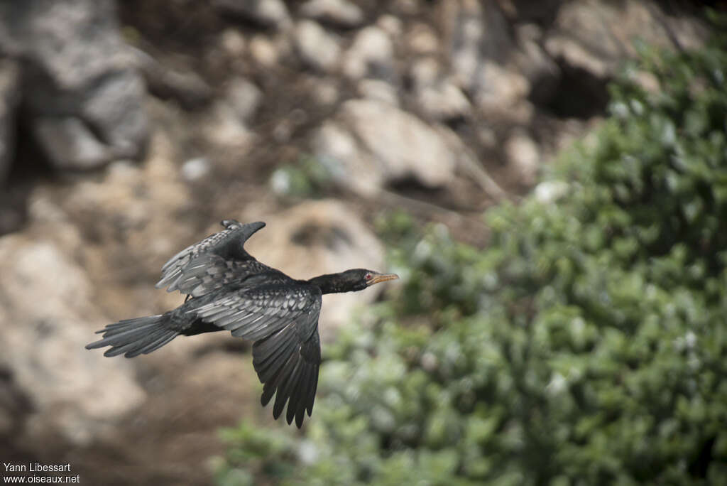 Cormoran africainadulte, Vol