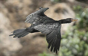 Reed Cormorant