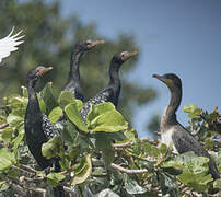 Reed Cormorant