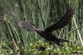 Reed Cormorant