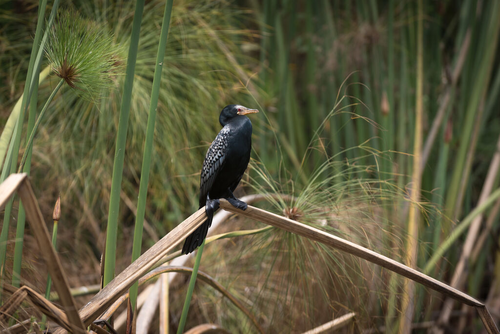 Cormoran africain