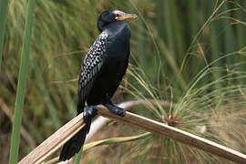 Reed Cormorant