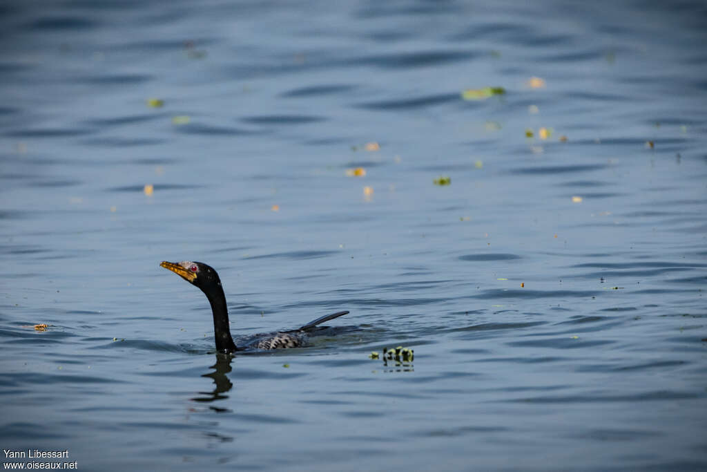 Cormoran africainadulte, pêche/chasse