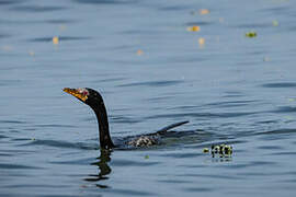 Reed Cormorant