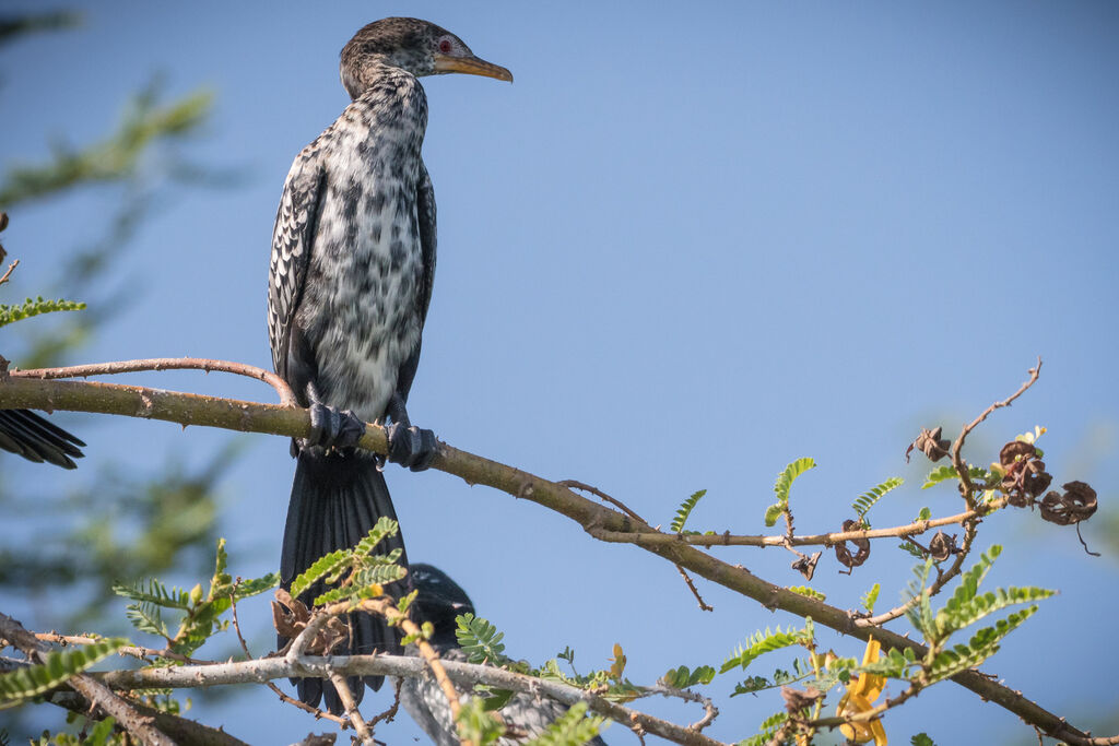 Reed Cormorant