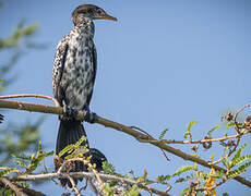 Reed Cormorant