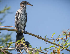 Cormoran africain