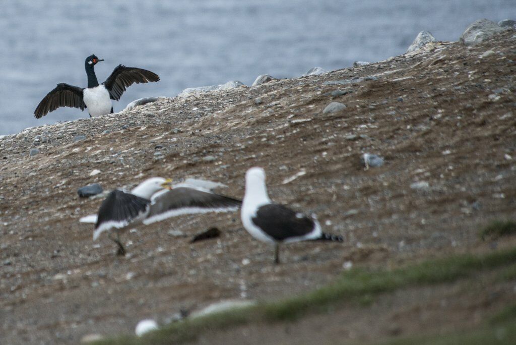 Rock Shag