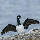 Cormoran de Magellan